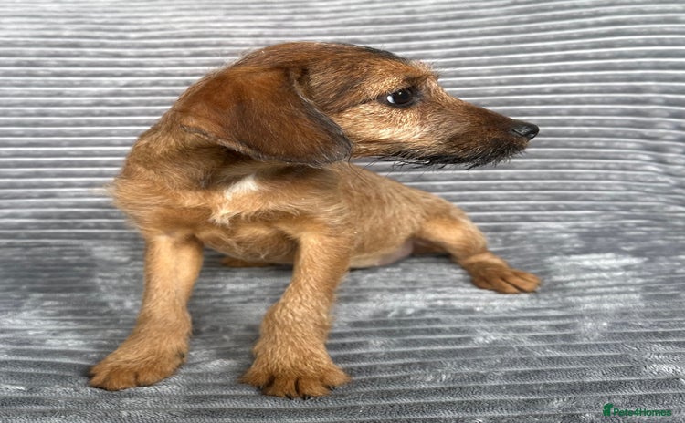 Mixed Breed dogs - Advert 1
