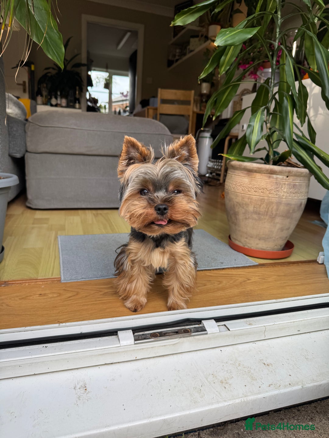 Yorkshire Terrier dogs for stud: Stud only  - Advert 2