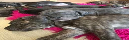 Mixed Breed dogs for sale: Cane corso cross American bulldog  - Advert 14