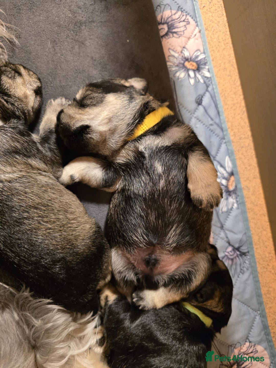 Miniature Schnauzer dogs for sale: Miniature Schnauzer - Advert 5