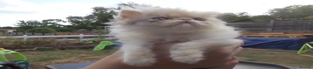 Persian Kitten 4