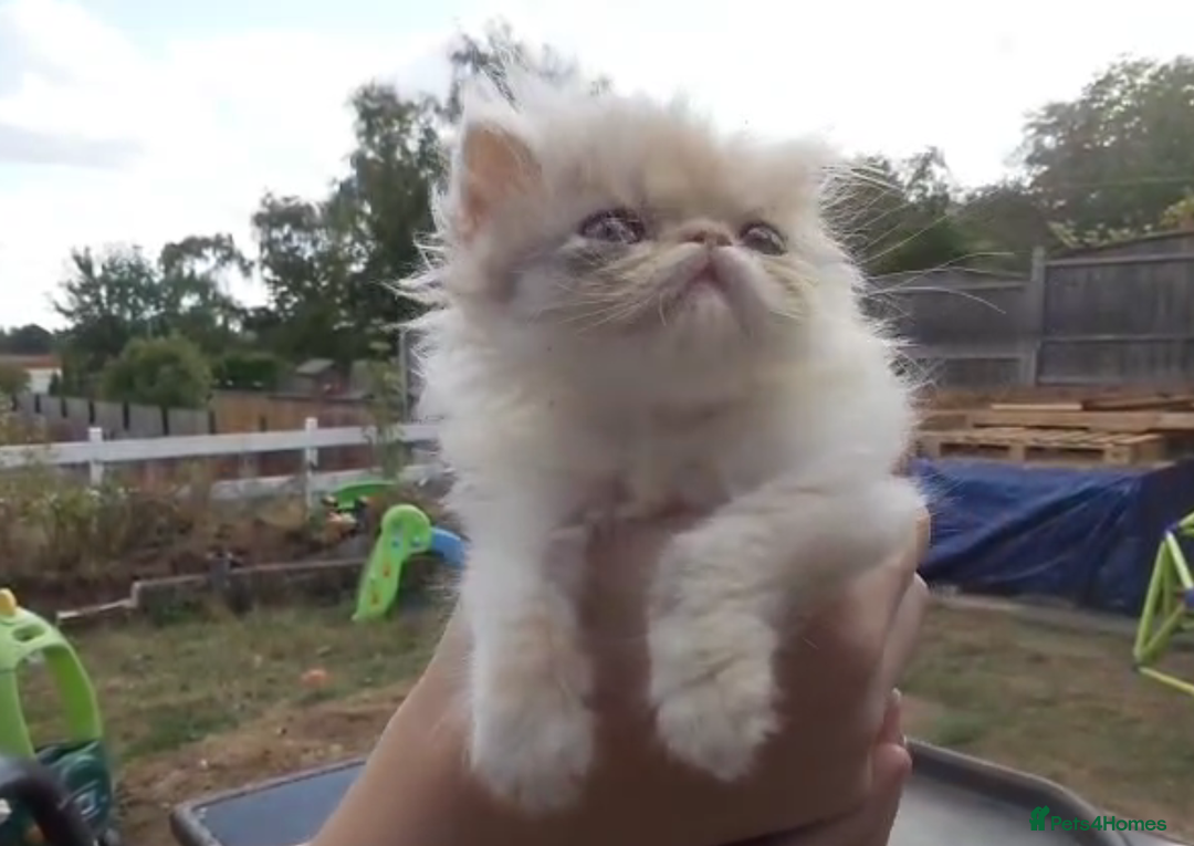 Persian cats for sale: Persian kittens KC Registered with pedigree - Image 13