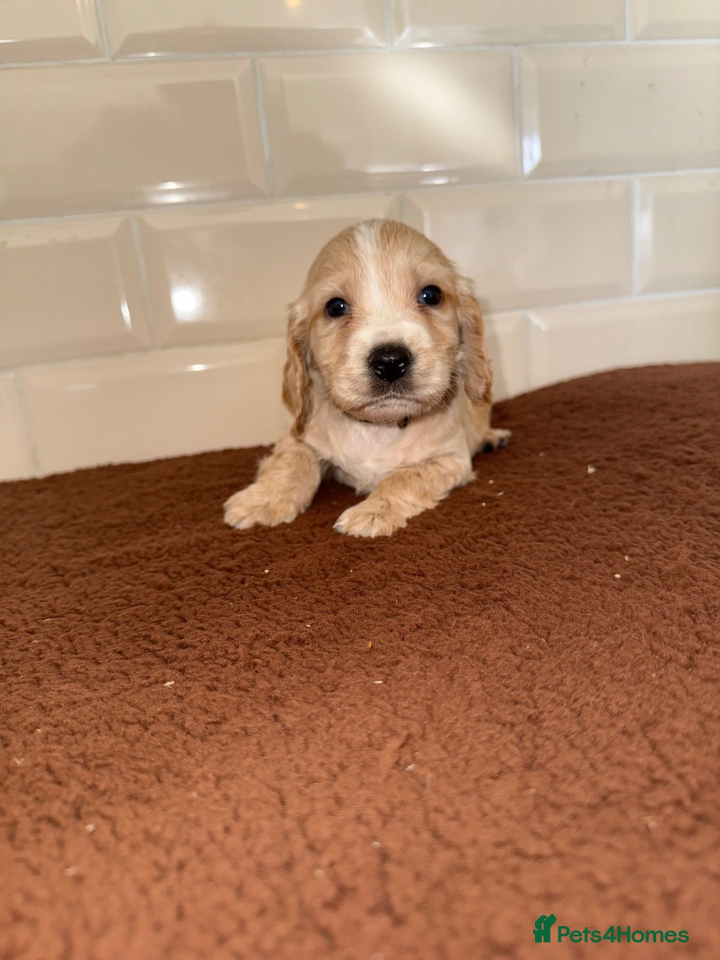 Cocker Spaniel dogs for sale: 💕 STUNNING COCKER SPANIEL PUPS 💕 - Advert 3