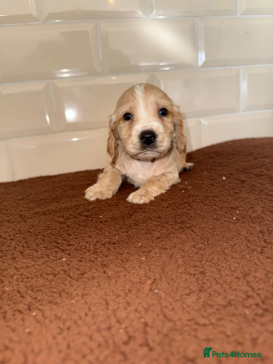 💕 STUNNING COCKER SPANIEL PUPS 💕 for sale in Sevenoaks | Pets4Homes