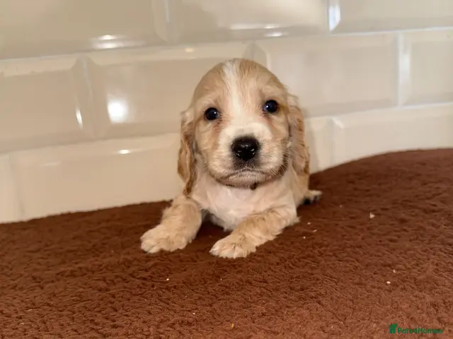 Cocker Spaniel dogs for sale: 💕 STUNNING COCKER SPANIEL PUPS 💕 - Advert 3