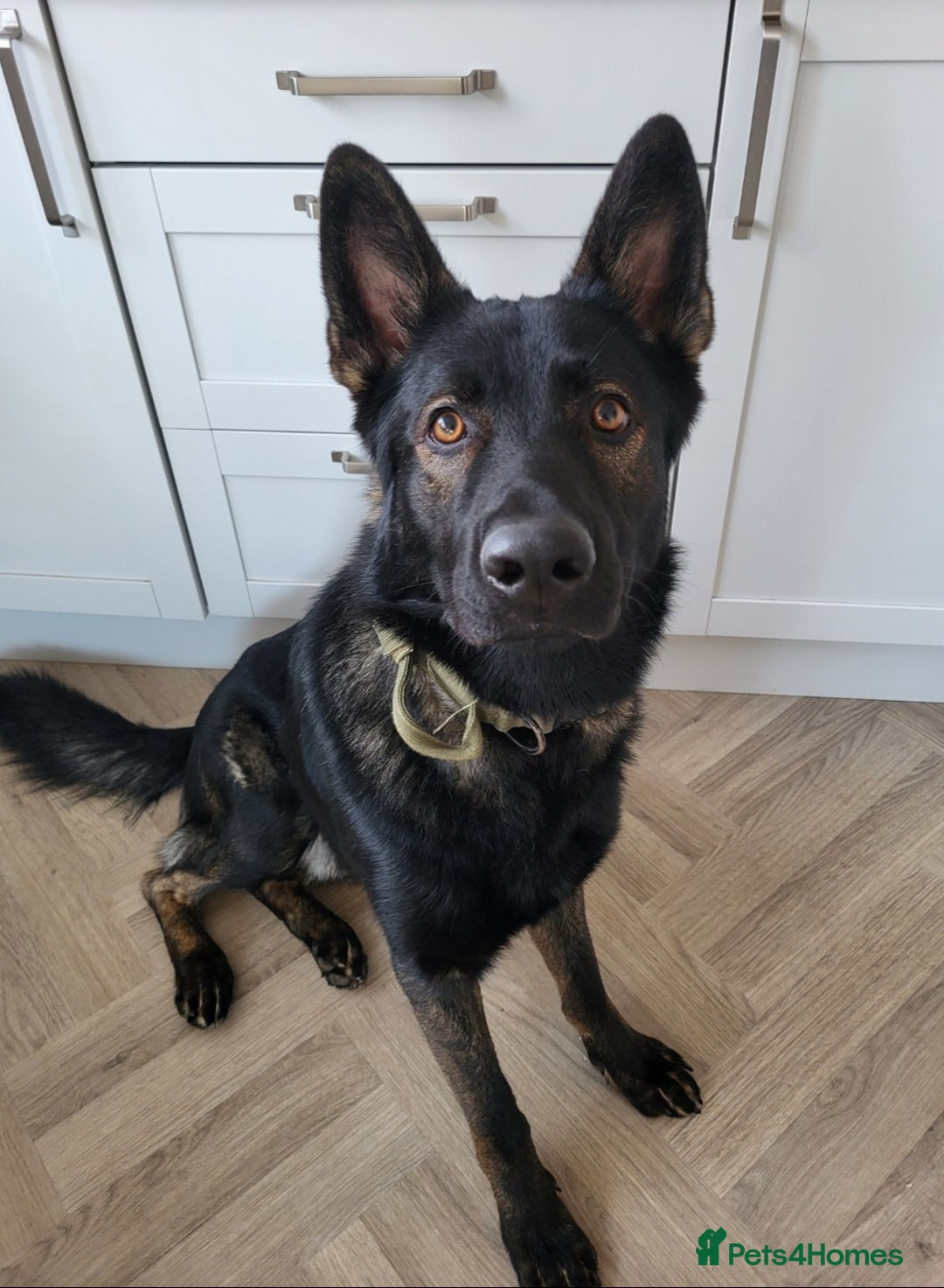 German Shepherd dogs for sale: Working line GSD  - Image 1
