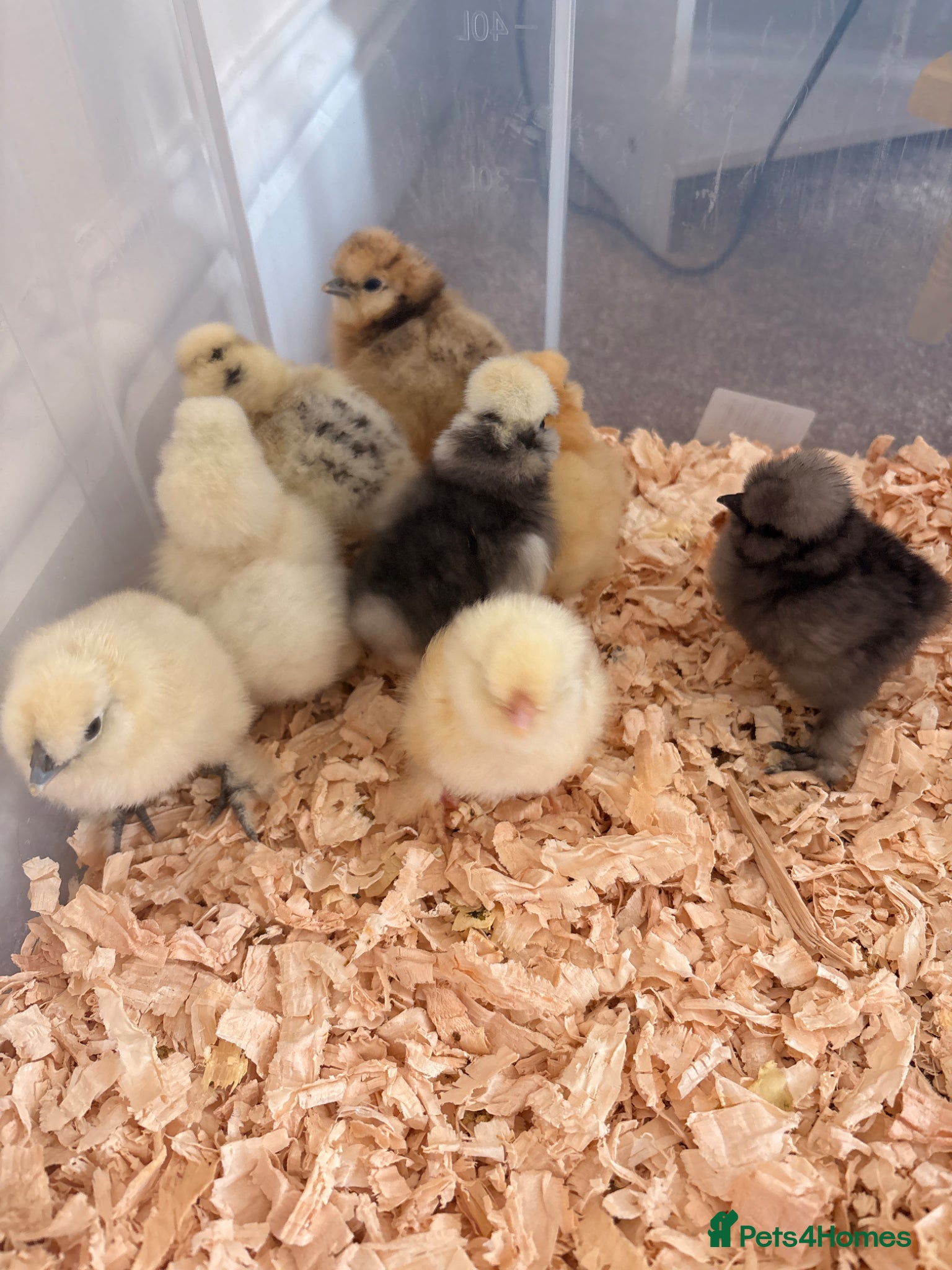 Chickens poultry for sale: Silkie chicks  - Advert 2