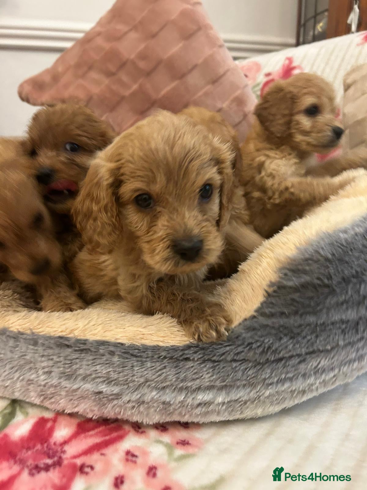 Cockapoo dogs for sale: Adorable cockapoo puppies - Advert 12