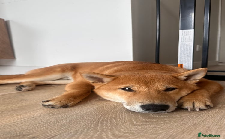 Japanese Shiba Inu dogs - Advert 1