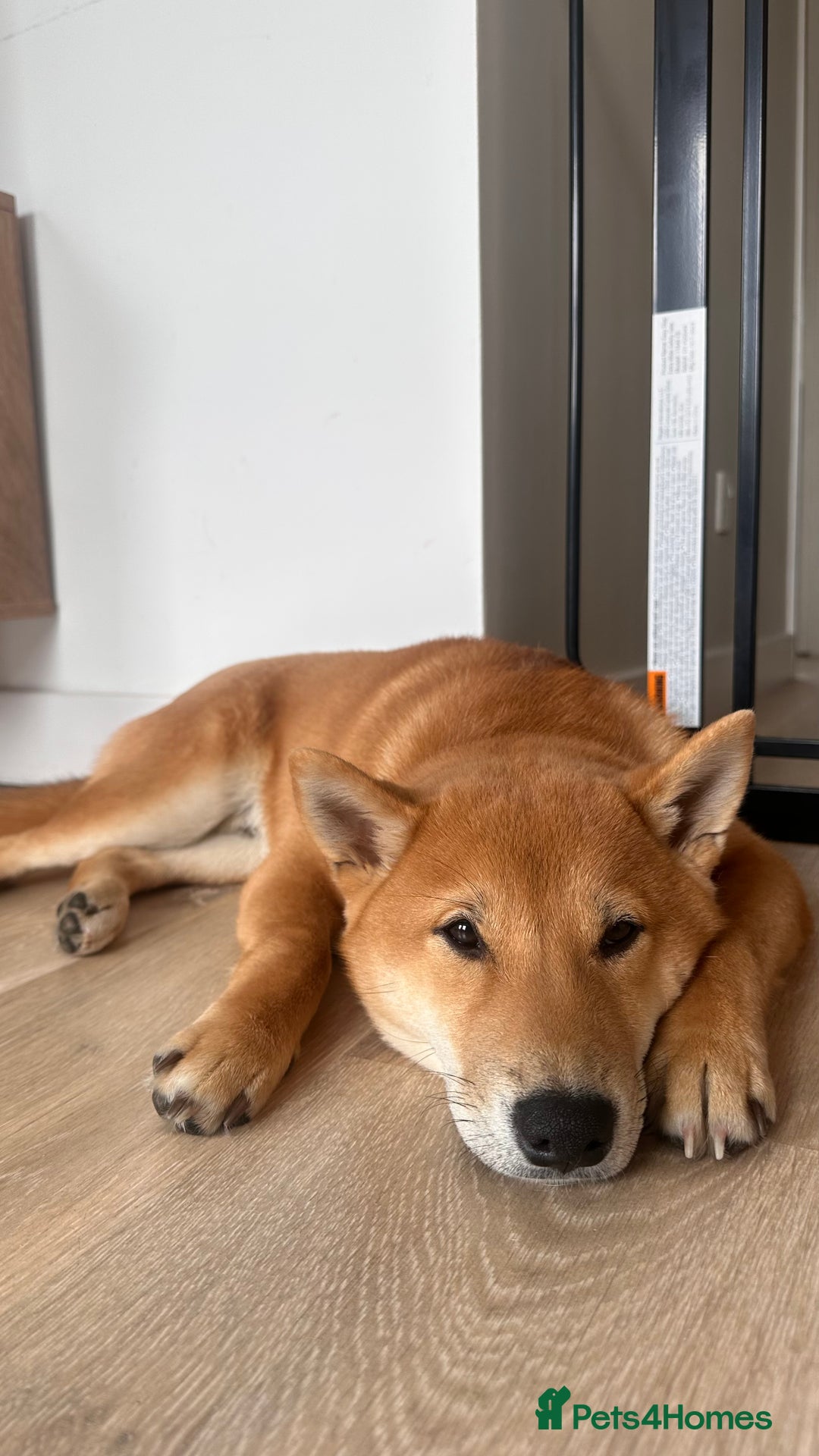 Japanese Shiba Inu dogs for sale: 6mo Shiba Inu Puppy - Image 1