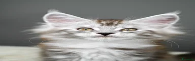 Maine Coon 7