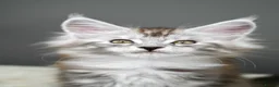 Maine Coon cats for sale: Black Smoke undercoat kittens  - Advert 26