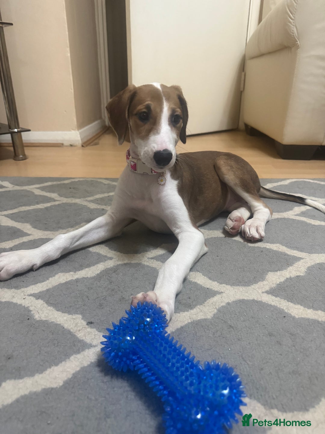 Saluki dogs for sale: Rosie is looking for her forever home  - Advert 8