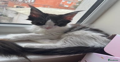Maine Coon cats - Advert 16