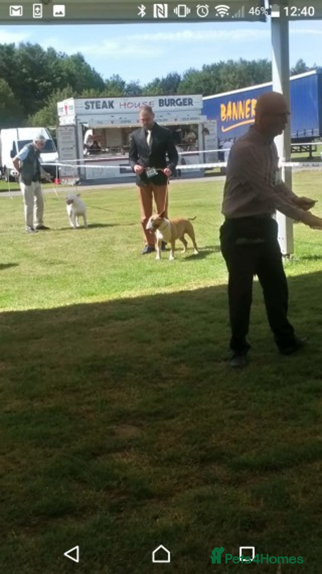 English Bull Terrier dogs for stud: Quality Kc Registered Red & White in Southampton - Advert 2