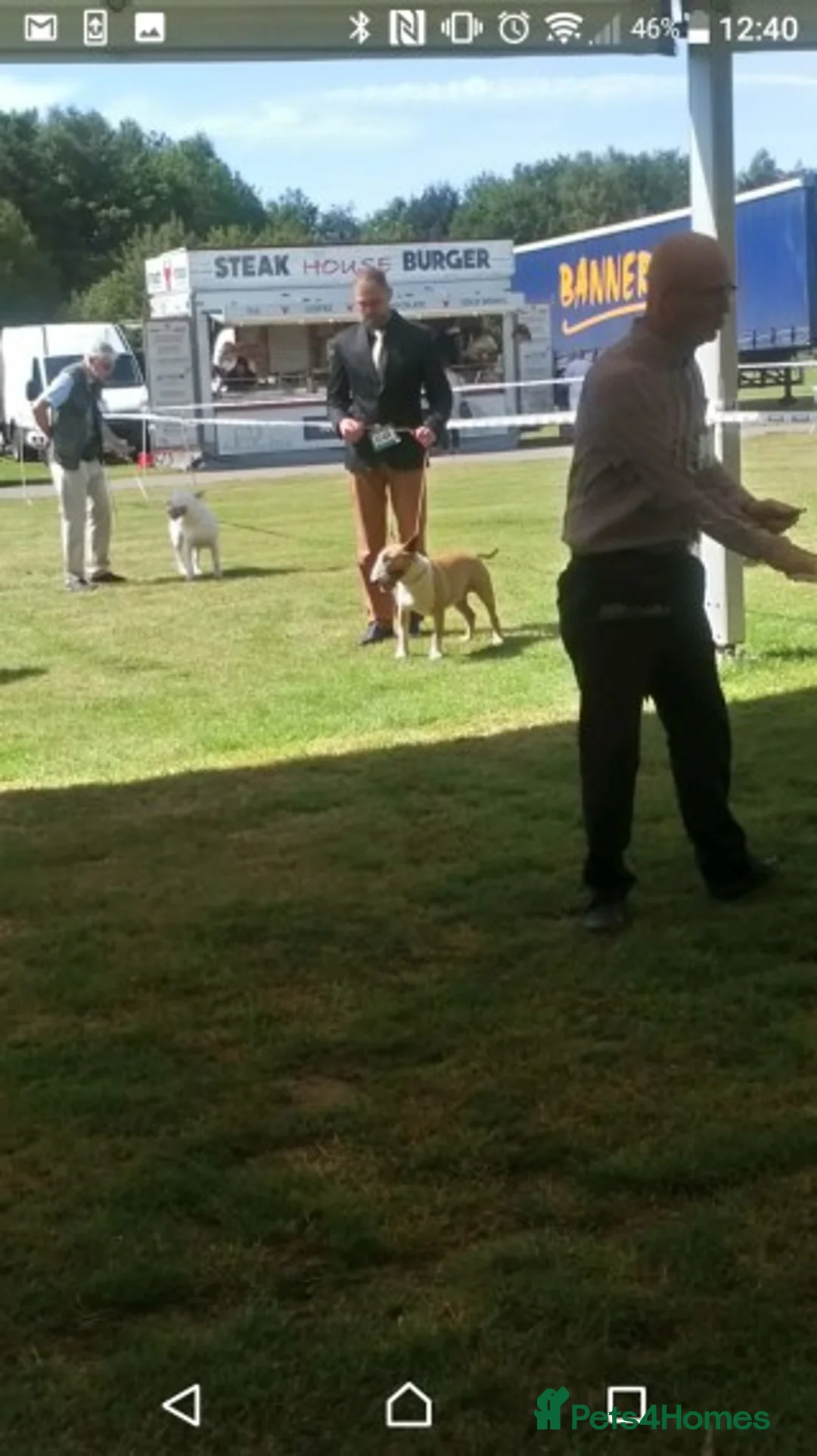 English Bull Terrier dogs for stud: Quality Kc Registered Red & White in Southampton - Advert 2