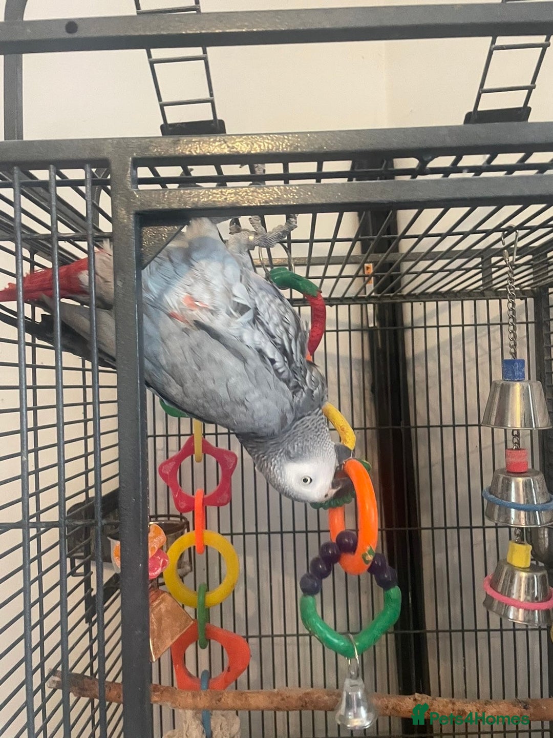 Parrots birds for sale: African grey parrot  - Image 4