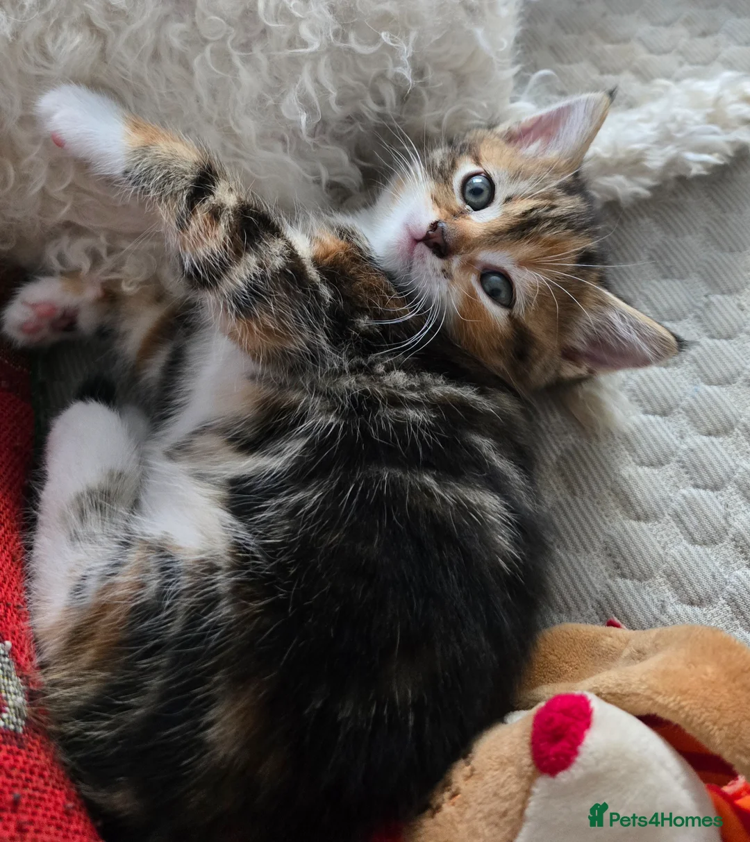 Domestic Shorthair cats for sale: 5 beautiful kittens - Advert 1