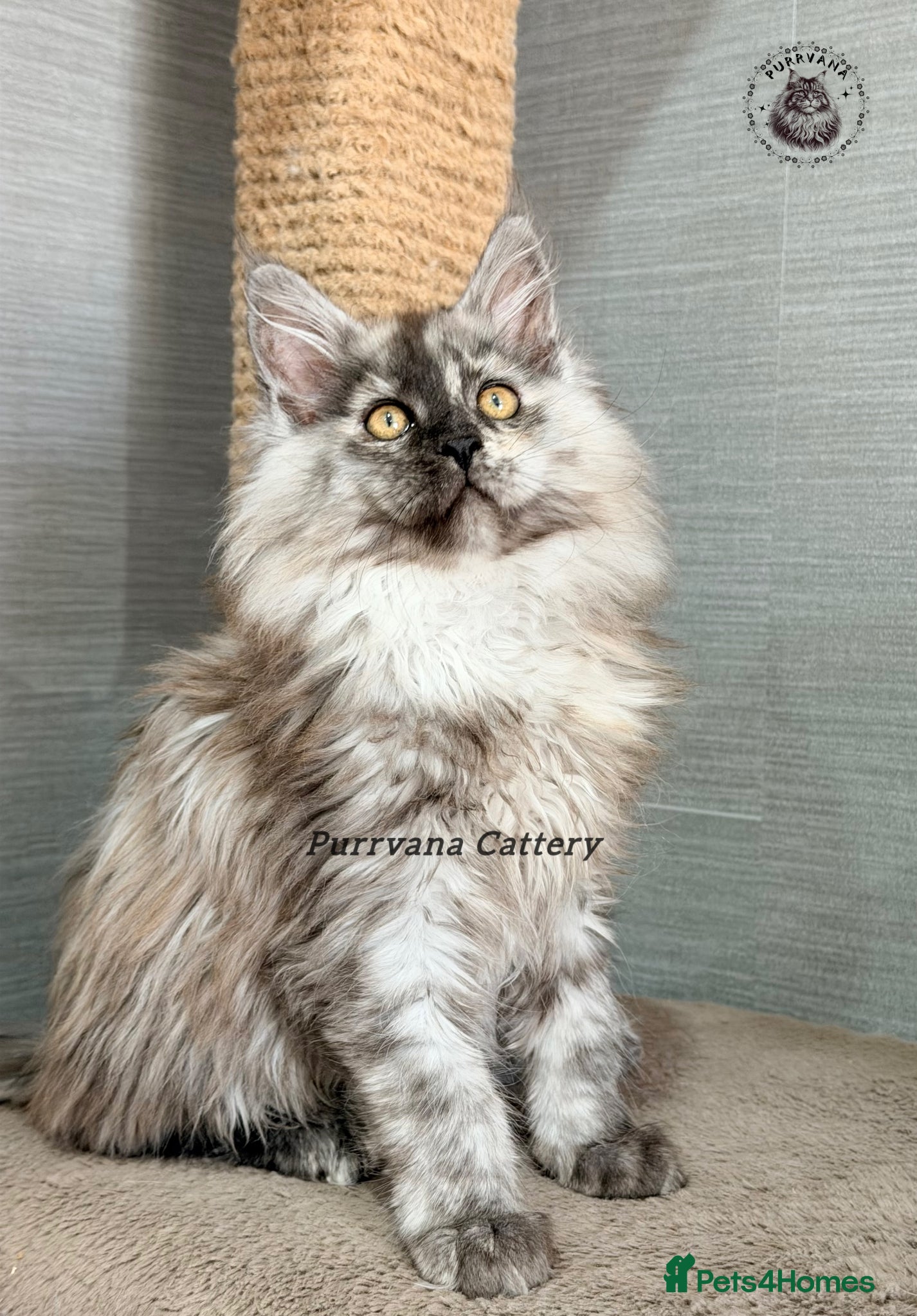 Maine Coon cats TICA registration Maine coon kittens Ready to go - Advert 1