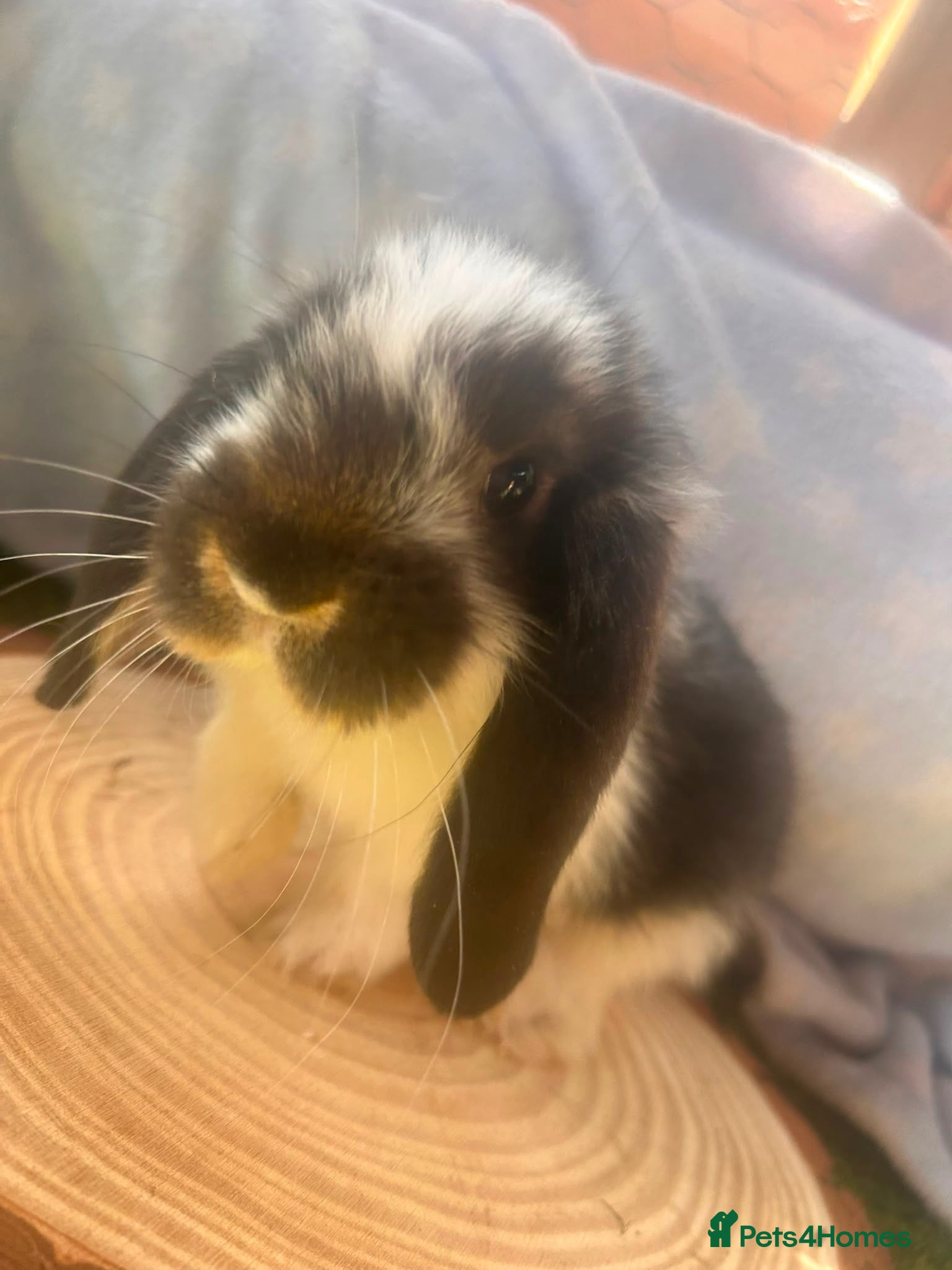French Lop rabbits Baby “Giant” French Lops ready to reserve  - Advert 23