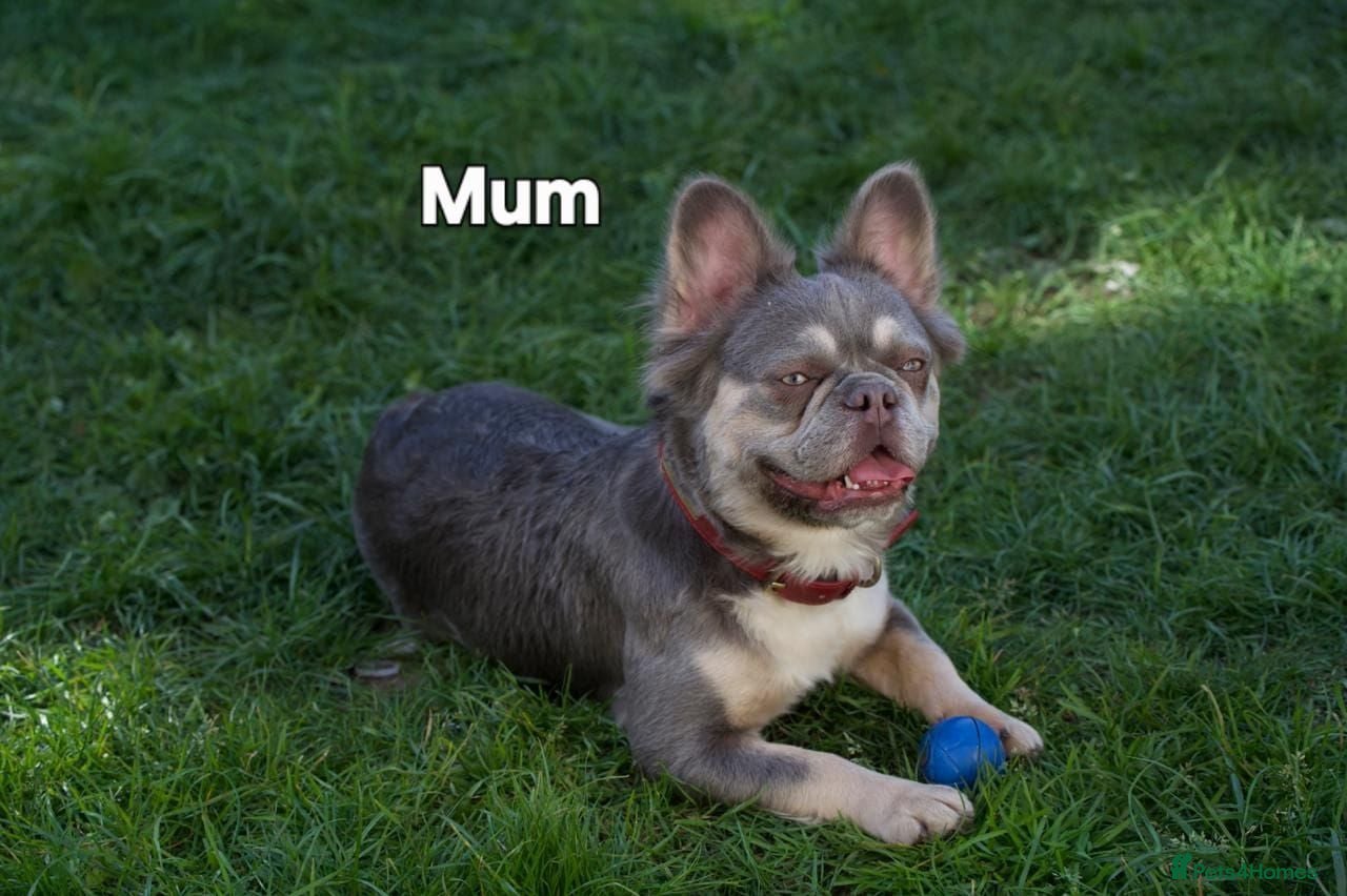 French Bulldog dogs HOME BRED FLUFFY FRENCHY•ISABELLA.KC&DNA CERT - Advert 2