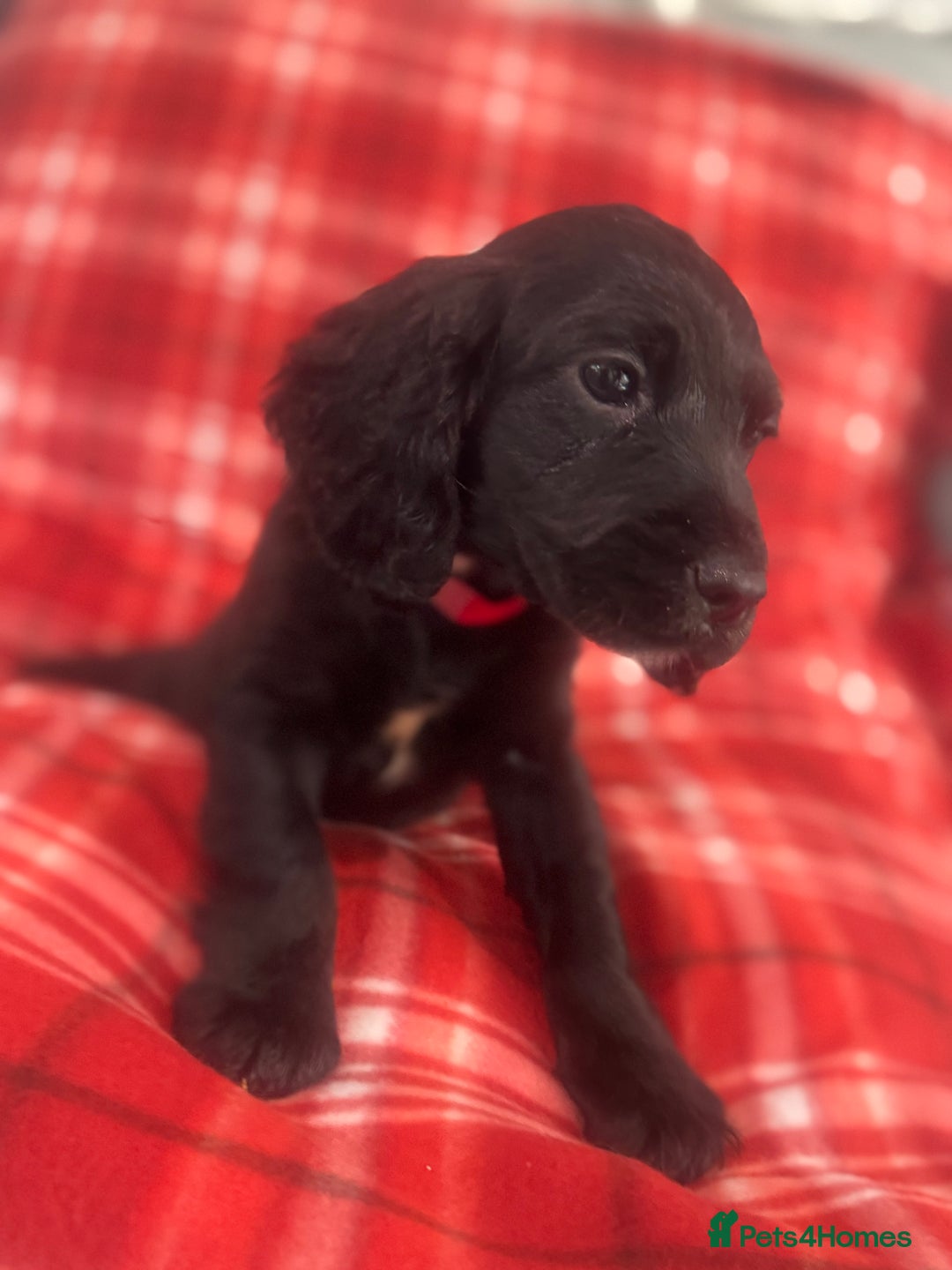 Cocker Spaniel dogs for sale: Cocker spaniel puppies  - Image 4