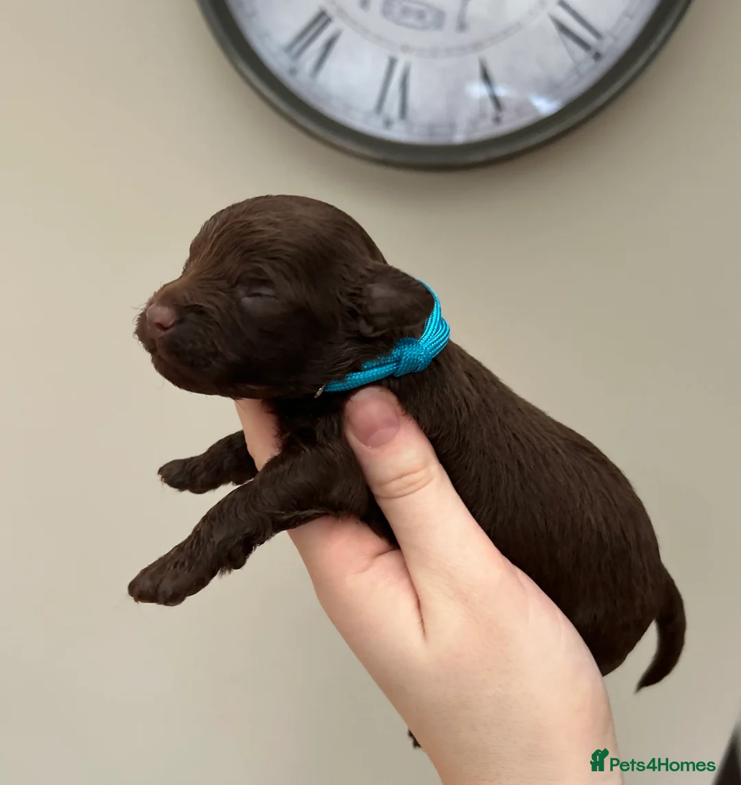 Maltipoo dogs for sale: Chocolate & tan Maltipoos (TOY!) - Advert 11