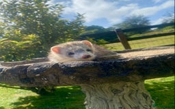 Ferret rodents for sale: Ferret for sale  - Image 2