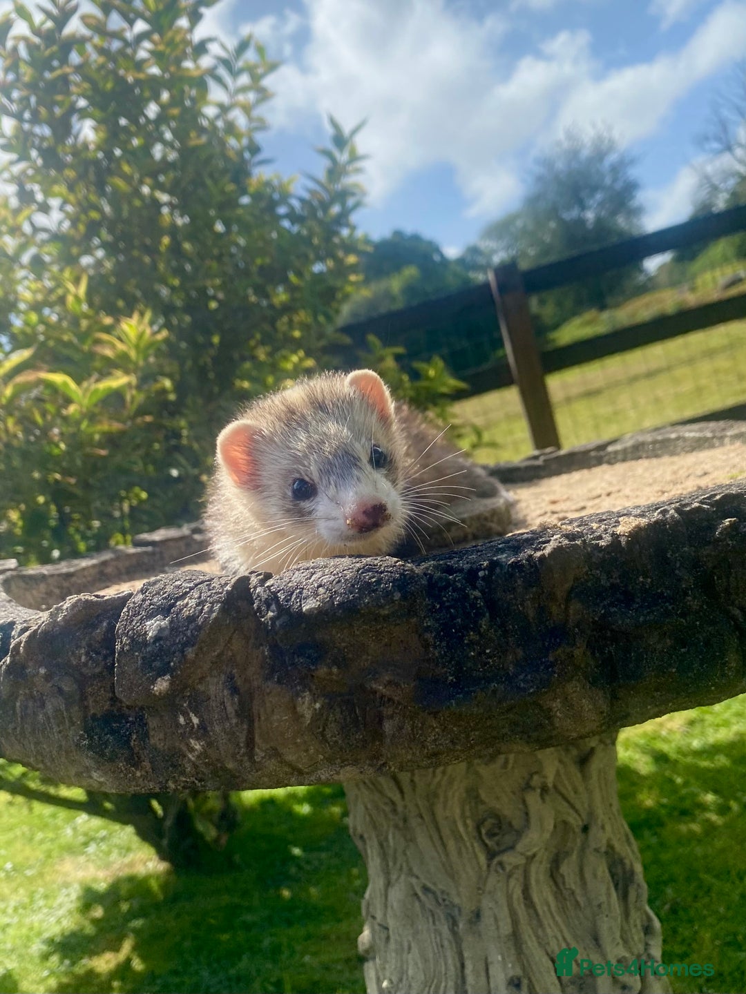 Ferret rodents for sale: Ferret for sale  - Image 2