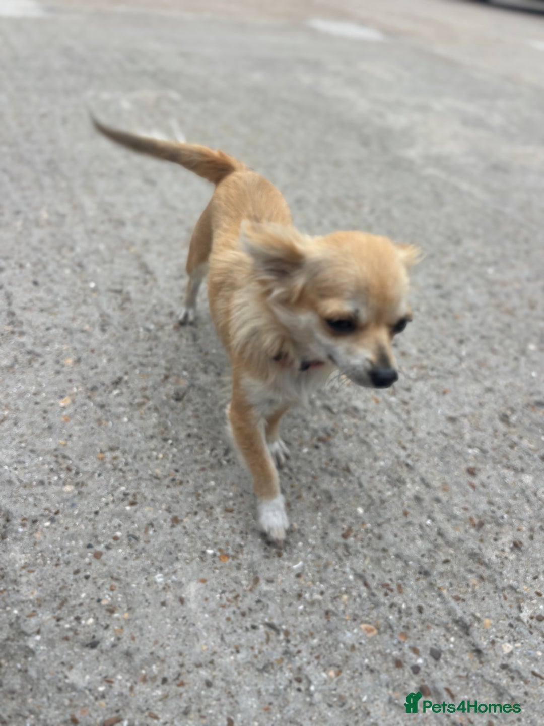 Chihuahua dogs for sale: Long hair Chihuahua boy  - Image 7
