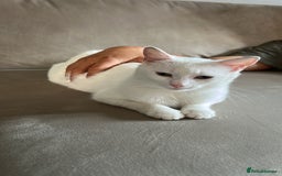 Domestic Shorthair cats for sale: Beautiful female spayed white cat - Image 3