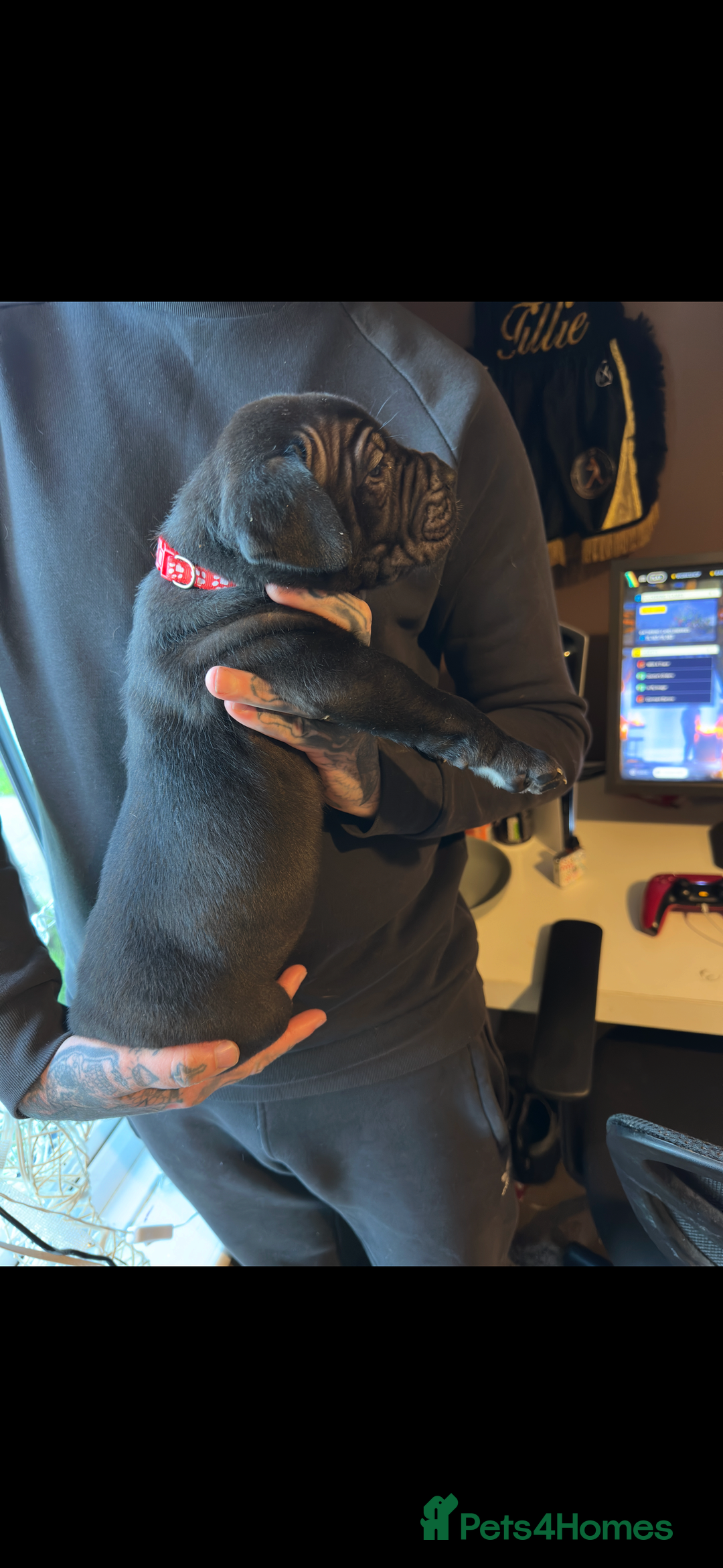 Mixed Breed dogs for sale: Presa X Neo puppies - Advert 14