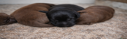 Labrador Retriever dogs for sale: Beautiful Labrador Retriever Puppies KC Registered - Advert 1