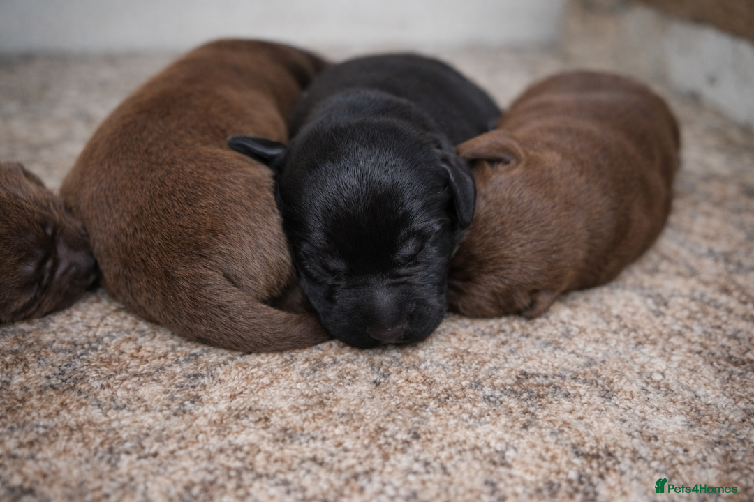 Labrador Retriever dogs for sale: Beautiful Labrador Retriever Puppies KC Registered - Advert 1