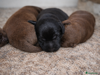 Labrador Retriever dogs Beautiful Labrador Retriever Puppies KC Registered - Advert 2