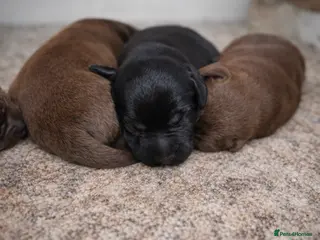 Labrador Retriever dogs Beautiful Labrador Puppies KC Registered 4 Left - Advert 17