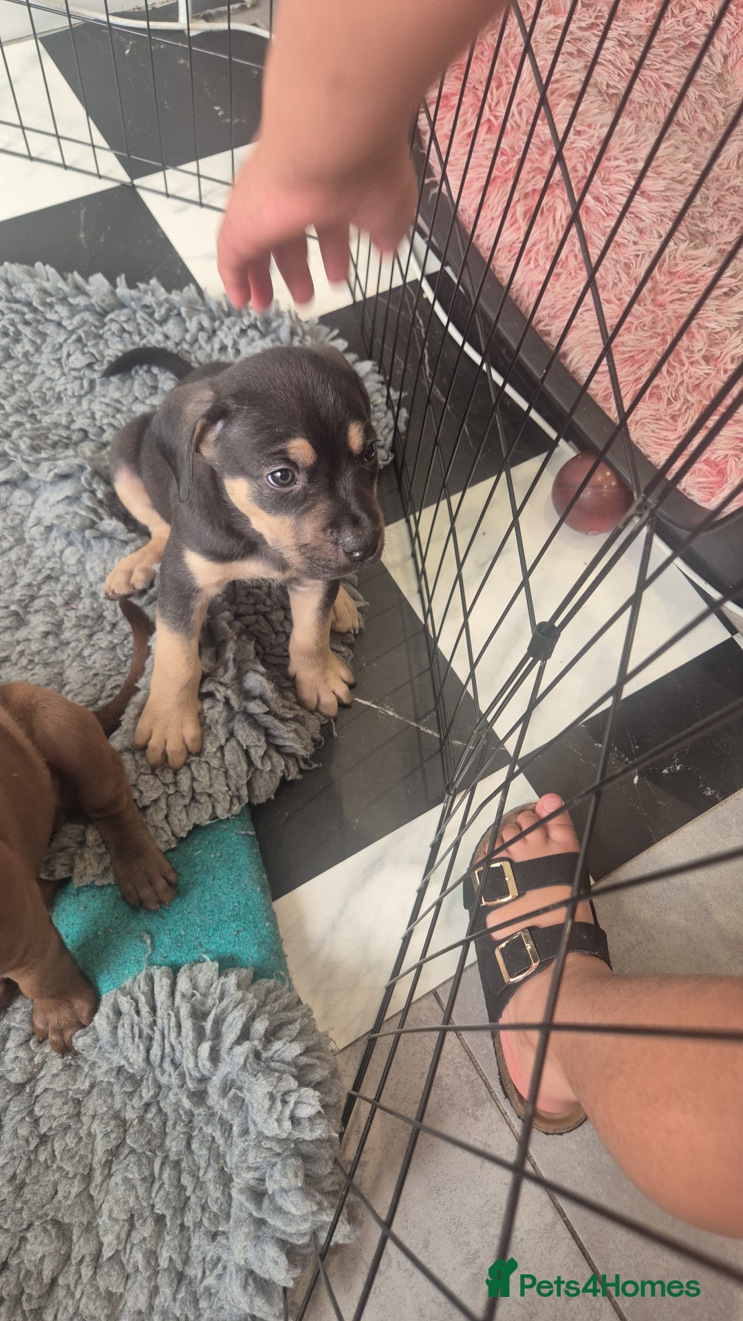 American Bully dogs for sale: American Bully Pups for sale - Image 18