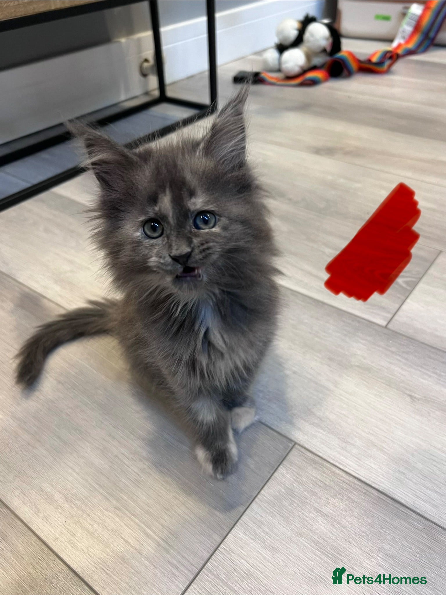 Maine Coon cats 11 kittens 🐱 Ready to leave now  - Advert 1