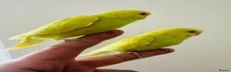 Budgerigars birds for sale: Hand Tamed Budgies - Advert 3