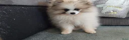 Pomeranian dogs for sale: Pomeranian 6 month old puppy in Haverfordwest - Advert 4