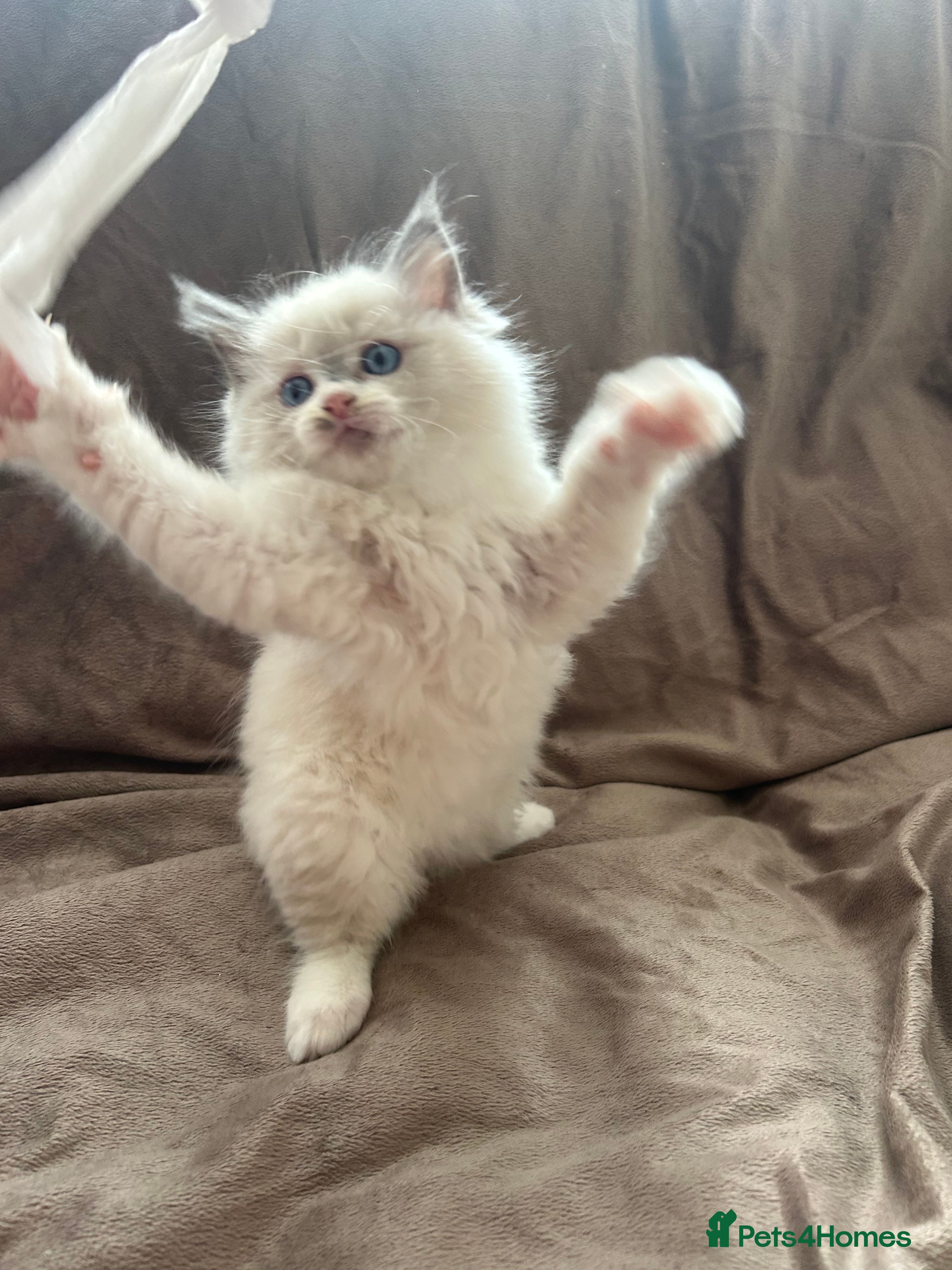 Ragdoll cats Pure Ragdoll Kittens - Advert 2