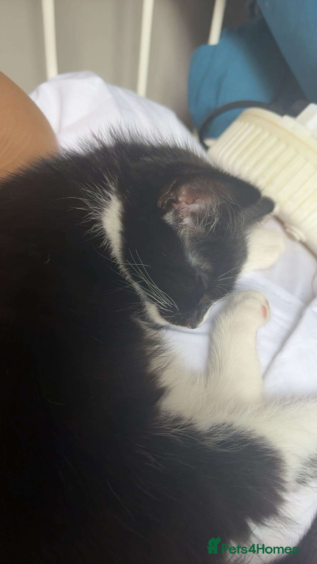 British Longhair cats for sale: 12 week old kitten  - Image 4