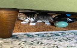 Mixed Breed cats for sale: Kittens for sale  - Image 5