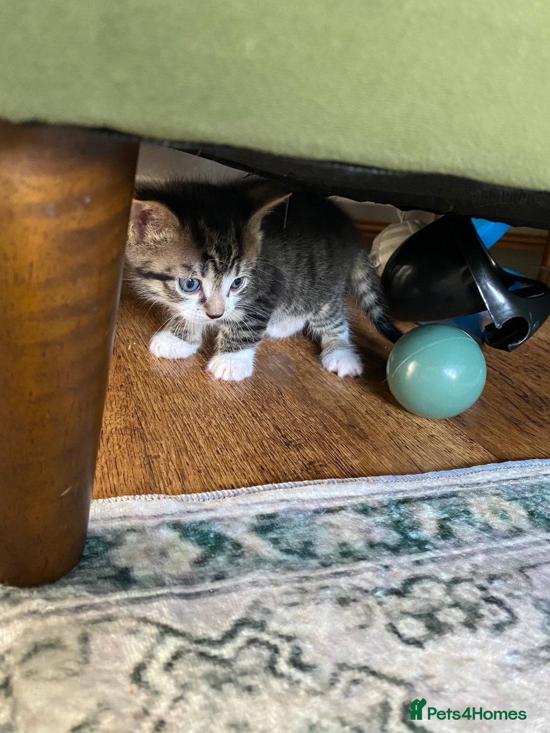 Mixed Breed cats for sale: Kittens for sale  - Image 5