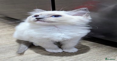 Ragdoll cats - Advert 12