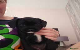 Mixed Breed dogs for sale: Border terrier x cavapoo pups - Image 10