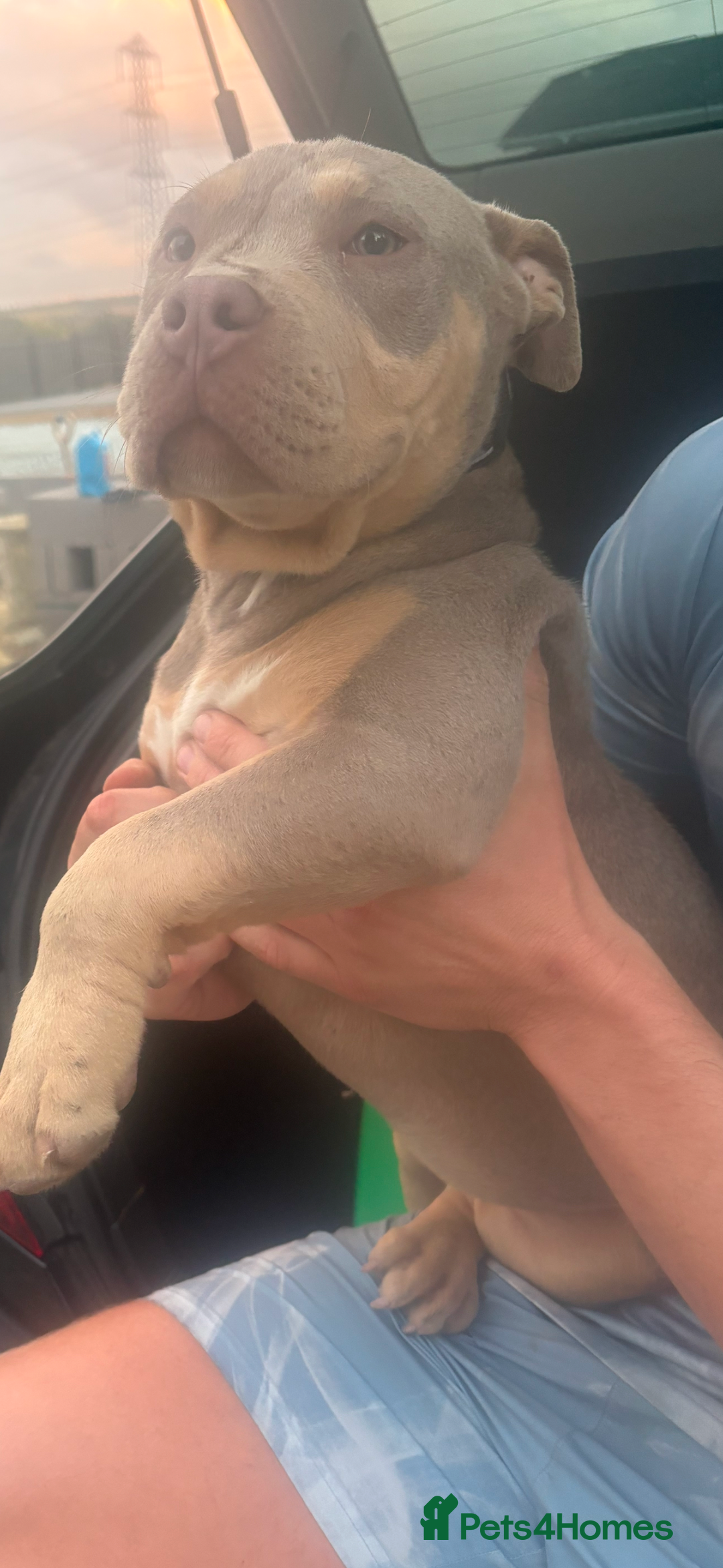 American Bully dogs for sale: Pocket bully  - Image 5