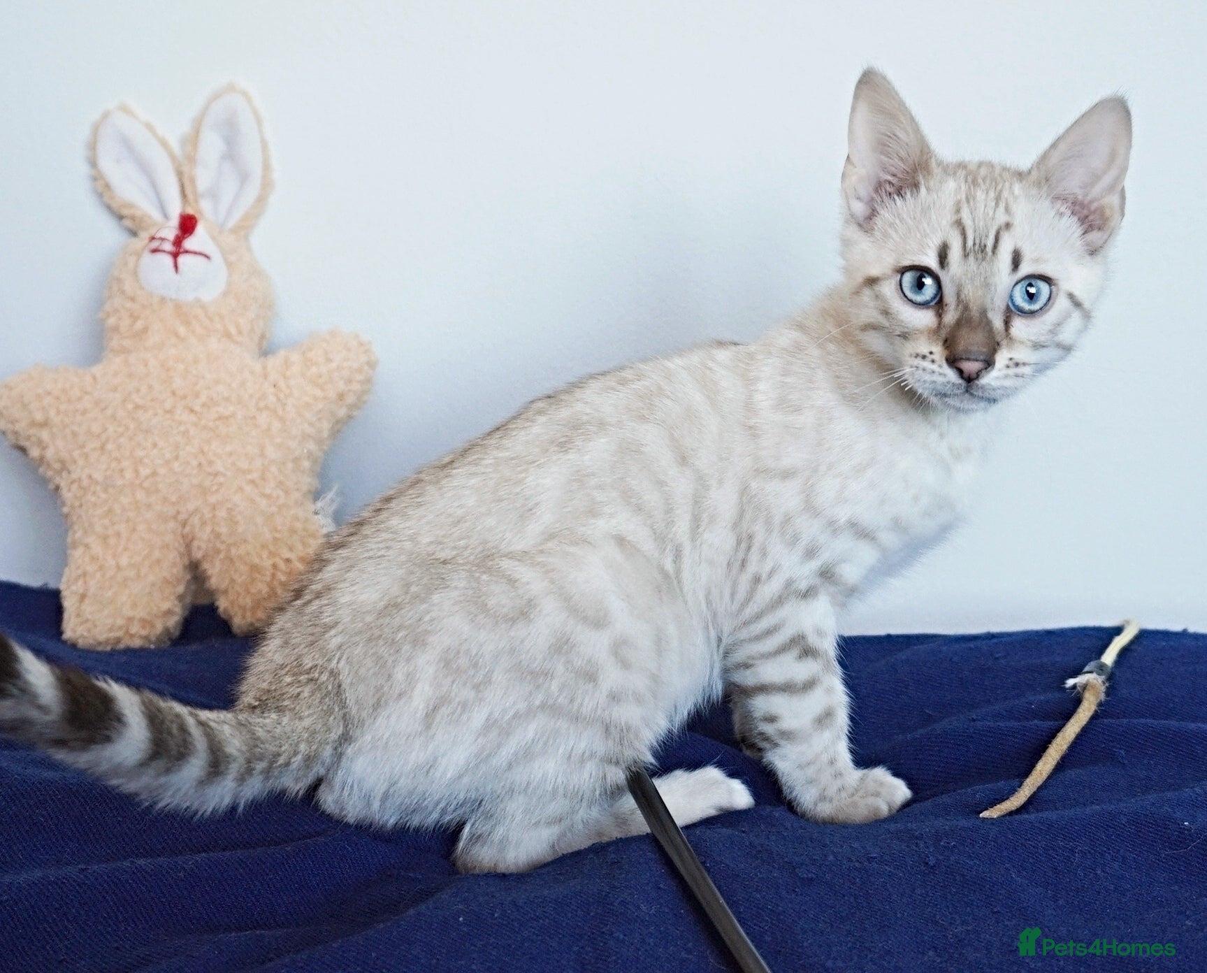 Bengal cats Gorgeous Snow Bengal Boy - Advert 7
