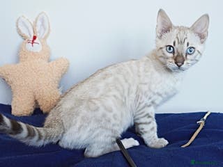 Bengal cats Gorgeous Snow Bengal Boy - Advert 2