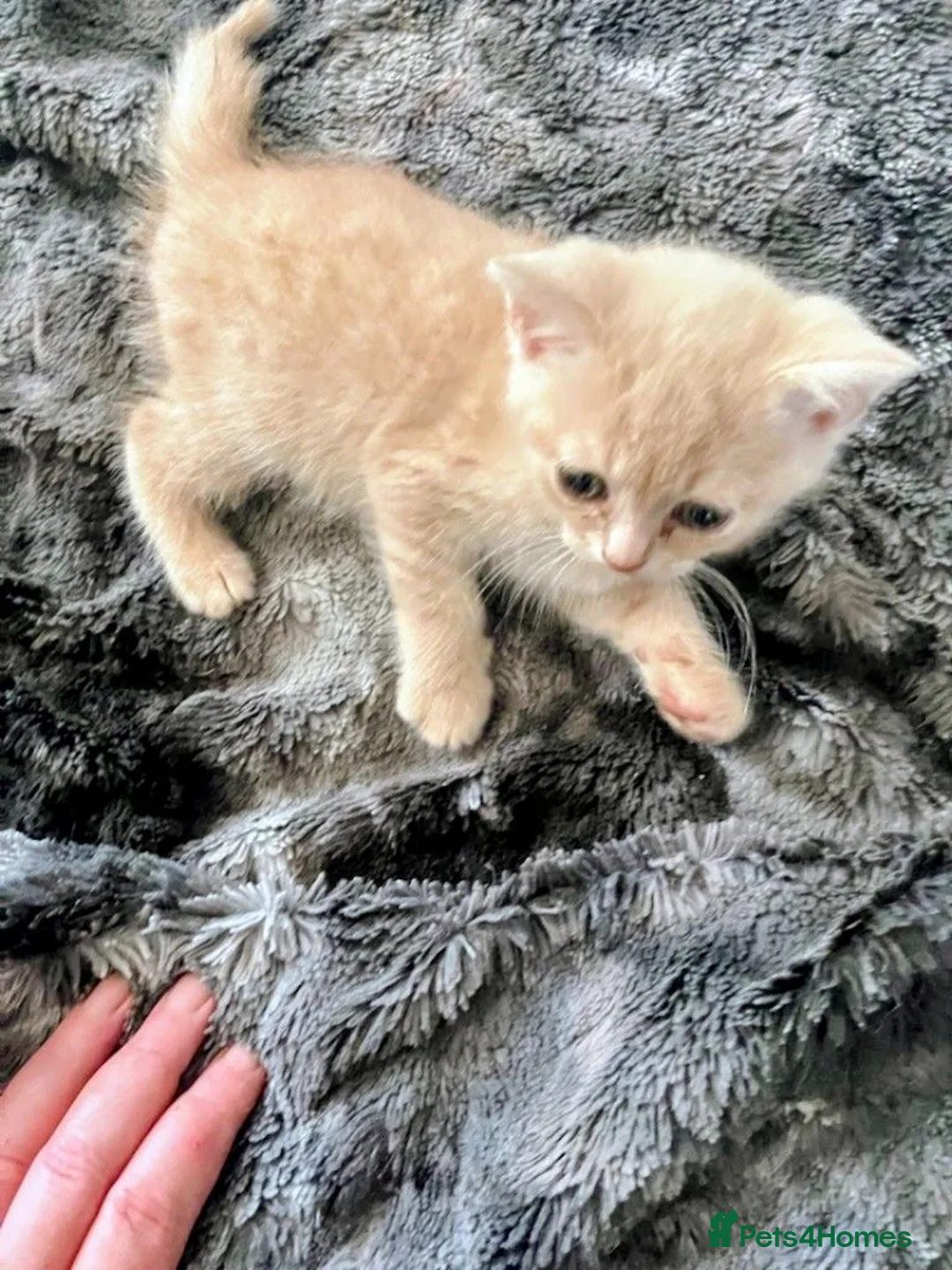 British Shorthair cats for sale: British Short Haired Kittens ready now  - Advert 2